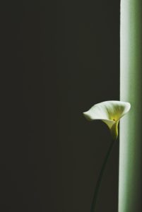 forgiveness - flower